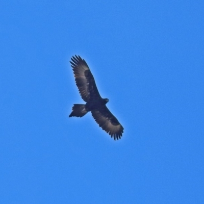 Aquila audax (Wedge-tailed Eagle) at Googong Foreshore - 2 Aug 2018 by RodDeb