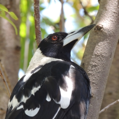 Gymnorhina tibicen (Australian Magpie) at Point Hut to Tharwa - 11 Jan 2018 by michaelb