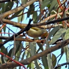 Ptilotula penicillata (White-plumed Honeyeater) at Googong Foreshore - 2 Aug 2018 by RodDeb