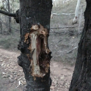 Acacia dealbata at Majura, ACT - 27 Jul 2018