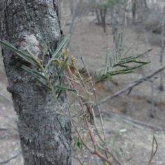 Acacia dealbata at Majura, ACT - 27 Jul 2018