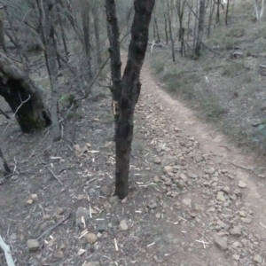 Acacia dealbata at Majura, ACT - 27 Jul 2018