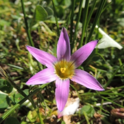 Romulea rosea var. australis (Onion Grass) at Gordon, ACT - 14 Sep 2017 by MichaelBedingfield