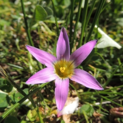 Romulea rosea var. australis (Onion Grass) at Point Hut to Tharwa - 13 Sep 2017 by michaelb