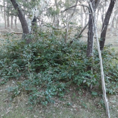 Berberis aquifolium (Oregon Grape) at Majura, ACT - 27 Jul 2018 by WalterEgo