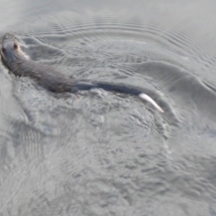 Hydromys chrysogaster (Rakali or Water Rat) at Rendezvous Creek, ACT - 31 May 2009 by KMcCue