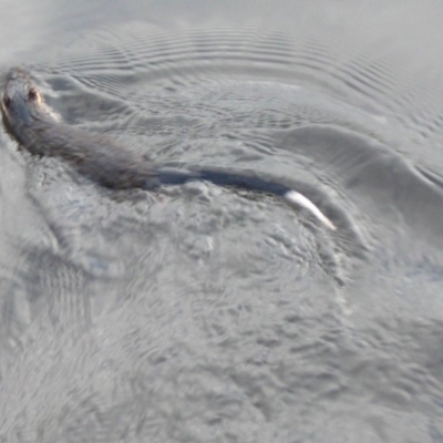 Hydromys chrysogaster (Rakali or Water Rat) at Rendezvous Creek, ACT - 30 May 2009 by KMcCue