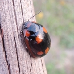 Paropsisterna beata (Blessed Leaf Beetle) at Point Hut to Tharwa - 31 Jan 2015 by michaelb