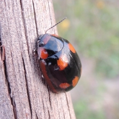 Paropsisterna beata (Blessed Leaf Beetle) at Paddys River, ACT - 31 Jan 2015 by michaelb