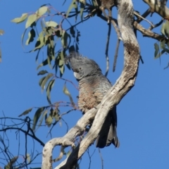 Callocephalon fimbriatum (Gang-gang Cockatoo) at Hackett, ACT - 3 Aug 2018 by WalterEgo