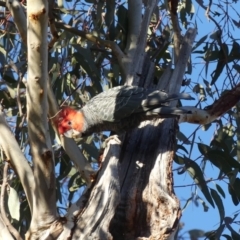 Callocephalon fimbriatum at Hackett, ACT - 3 Aug 2018