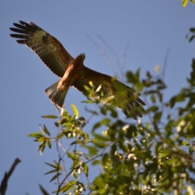 Lophoictinia isura (Square-tailed Kite) at Undefined - 7 Feb 2018 by Jorj