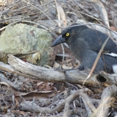 Strepera graculina (Pied Currawong) at Hackett, ACT - 3 Aug 2018 by WalterEgo