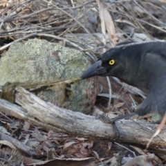 Strepera graculina at Hackett, ACT - 3 Aug 2018 09:24 AM