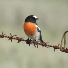 Petroica boodang (Scarlet Robin) at Black Flat at Corrowong - 9 Apr 2017 by BlackFlat