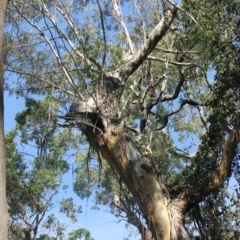 Native tree with hollow(s) (Native tree with hollow(s)) at Monga National Park - 3 Aug 2018 by nickhopkins