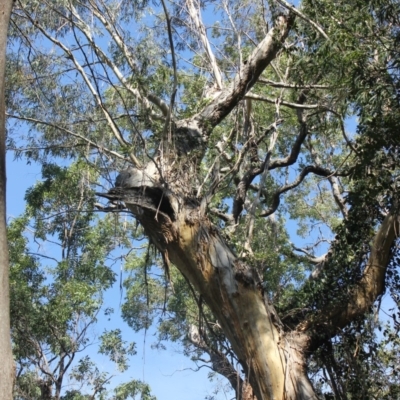 Native tree with hollow(s) (Native tree with hollow(s)) at Monga National Park - 3 Aug 2018 by nickhopkins