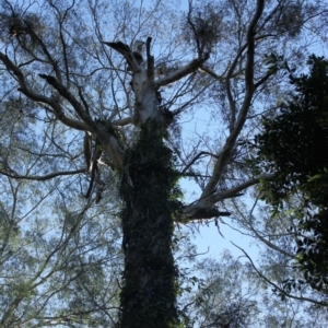 Native tree with hollow(s) at Buckenbowra State Forest - 3 Aug 2018