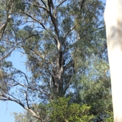 Native tree with hollow(s) (Native tree with hollow(s)) at Buckenbowra State Forest - 3 Aug 2018 by nickhopkins