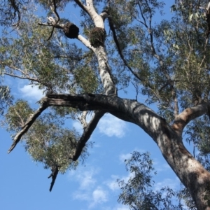 Native tree with hollow(s) at Buckenbowra State Forest - 3 Aug 2018 12:33 PM