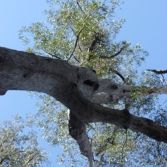 Native tree with hollow(s) (Native tree with hollow(s)) at Buckenbowra State Forest - 3 Aug 2018 by nickhopkins