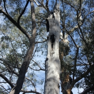Native tree with hollow(s) at Buckenbowra State Forest - 3 Aug 2018