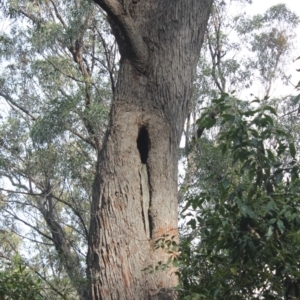 Native tree with hollow(s) at Buckenbowra State Forest - 3 Aug 2018