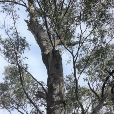 Native tree with hollow(s) (Native tree with hollow(s)) at Buckenbowra State Forest - 3 Aug 2018 by nickhopkins