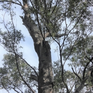 Native tree with hollow(s) at Buckenbowra State Forest - 3 Aug 2018