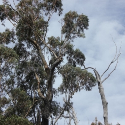 Native tree with hollow(s) (Native tree with hollow(s)) at Buckenbowra State Forest - 3 Aug 2018 by nickhopkins