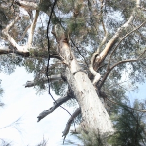 Native tree with hollow(s) at Buckenbowra State Forest - 3 Aug 2018 01:53 PM