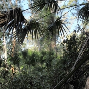 Livistona australis at Buckenbowra State Forest - suppressed