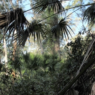 Livistona australis (Australian Cabbage Palm) at Buckenbowra State Forest - 3 Aug 2018 by nickhopkins