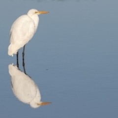 Ardea alba (Great Egret) at Merimbula, NSW - 2 Aug 2018 by Leo