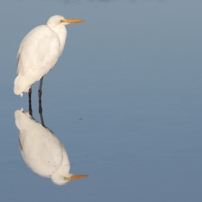 Ardea alba (Great Egret) at Merimbula, NSW - 2 Aug 2018 by Leo