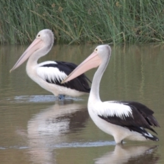 Pelecanus conspicillatus (Australian Pelican) at Jerrabomberra Wetlands - 13 Dec 2017 by michaelb