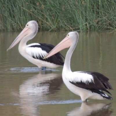 Pelecanus conspicillatus (Australian Pelican) at Jerrabomberra Wetlands - 13 Dec 2017 by michaelb