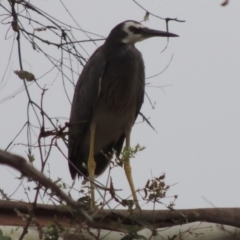 Egretta novaehollandiae (White-faced Heron) at Tharwa, ACT - 21 Jan 2015 by michaelb