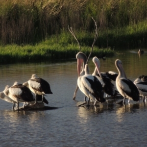 Pelecanus conspicillatus at Fyshwick, ACT - 14 Jan 2015 07:39 PM