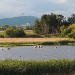 Pelecanus conspicillatus at Fyshwick, ACT - 14 Jan 2015 07:39 PM