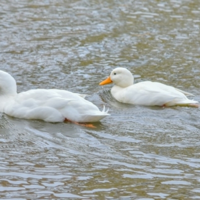 Anas platyrhynchos (Mallard (Domestic Type)) at Stranger Pond - 4 Aug 2018 by frostydog