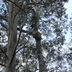Native tree with hollow(s) at Mogo State Forest - 4 Aug 2018