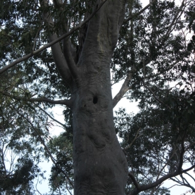 Native tree with hollow(s) (Native tree with hollow(s)) at Mogo State Forest - 4 Aug 2018 by nickhopkins