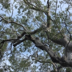 Native tree with hollow(s) (Native tree with hollow(s)) at Mogo State Forest - 4 Aug 2018 by nickhopkins