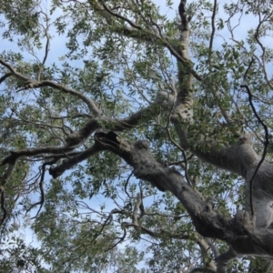 Native tree with hollow(s) at Mogo State Forest - 4 Aug 2018 03:18 PM