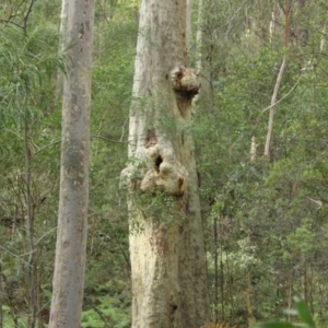 Native tree with hollow(s) at undefined - 4 Aug 2018 03:37 PM