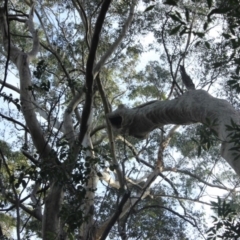 Native tree with hollow(s) (Native tree with hollow(s)) at Undefined - 4 Aug 2018 by nickhopkins