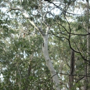 Native tree with hollow(s) at undefined - 4 Aug 2018