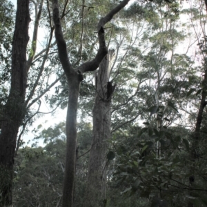 Native tree with hollow(s) at Mogo State Forest - 4 Aug 2018