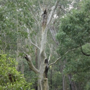 Native tree with hollow(s) at Mogo State Forest - 4 Aug 2018 03:52 PM